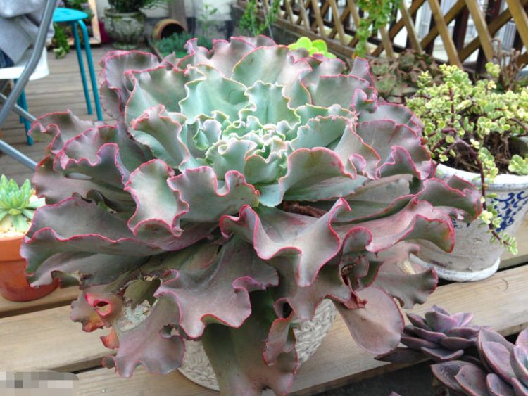 巨无霸多肉,一个叶片巴掌大,洗脸盆都装不下!