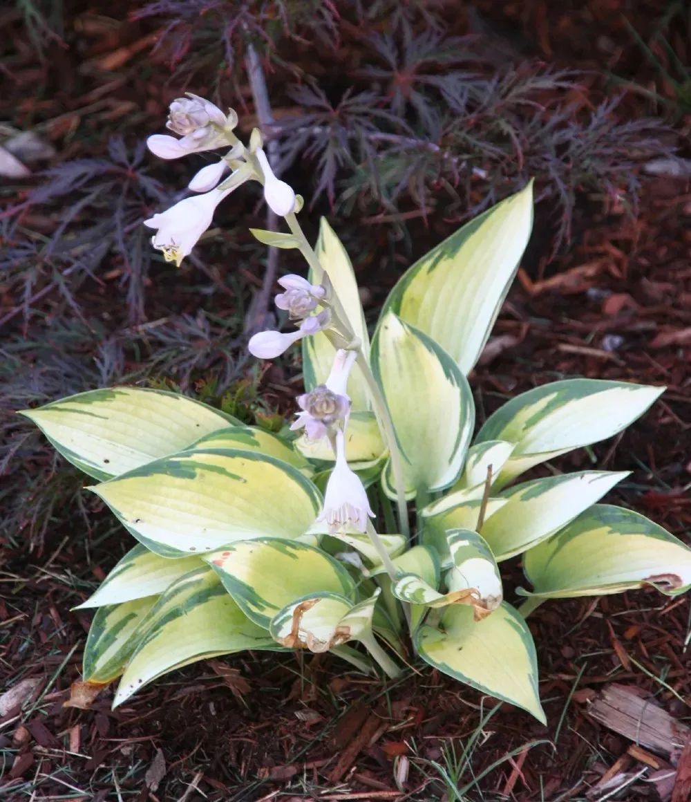 这些耐阴观花植物有些适合养成室内盆栽其他的则养在院子里