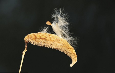 盆栽绿植萝藦怎么养护?