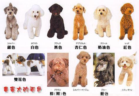 贵宾颜色那么多,4个理由,劝你不要养白色贵宾!