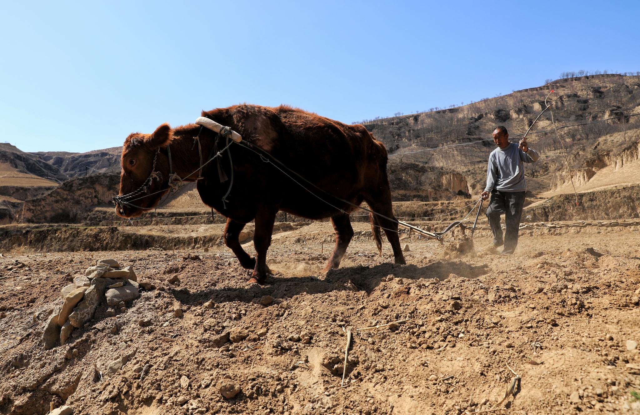 黄土地上勤劳的庄稼人