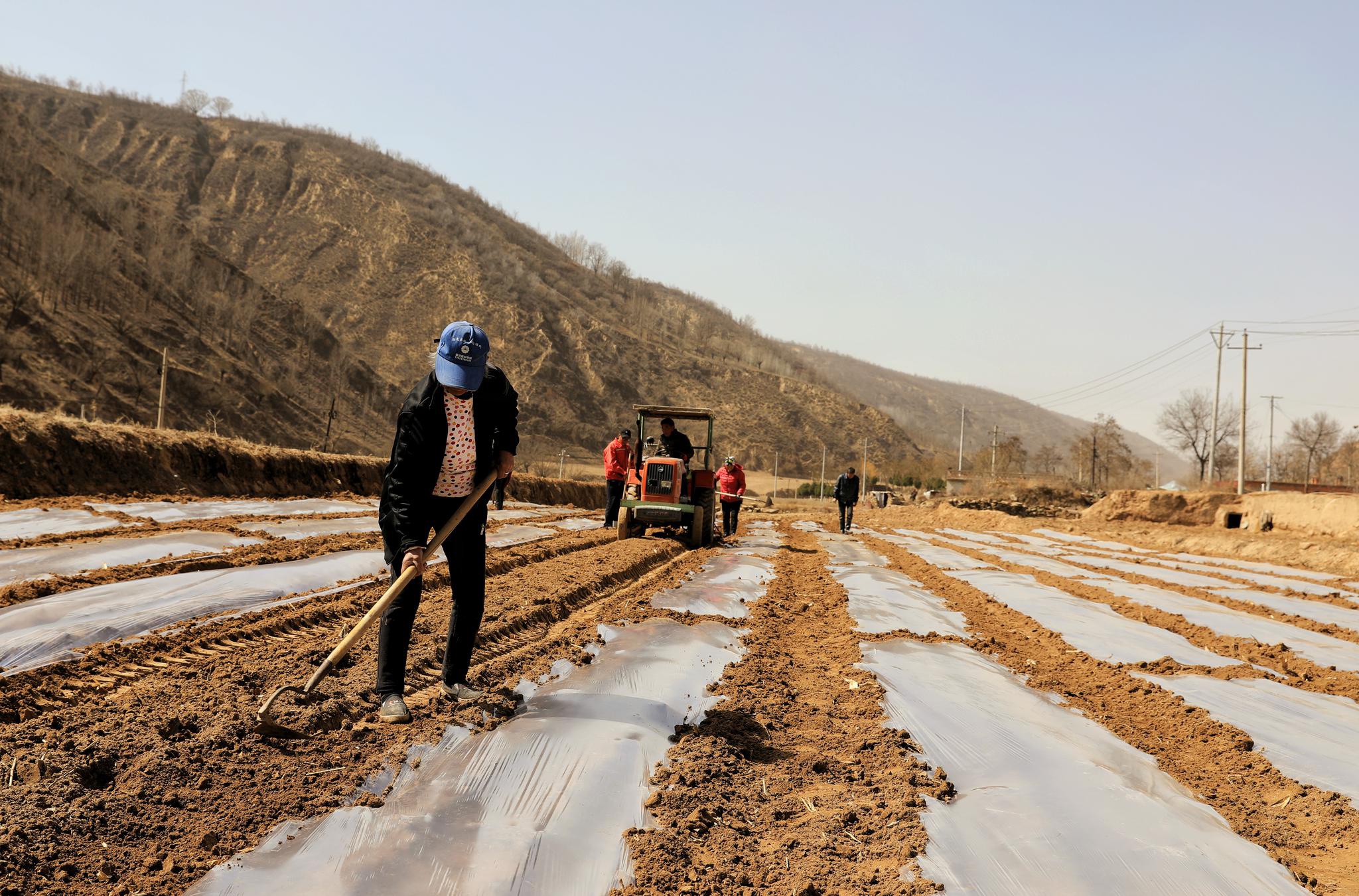 黄土地上勤劳的庄稼人