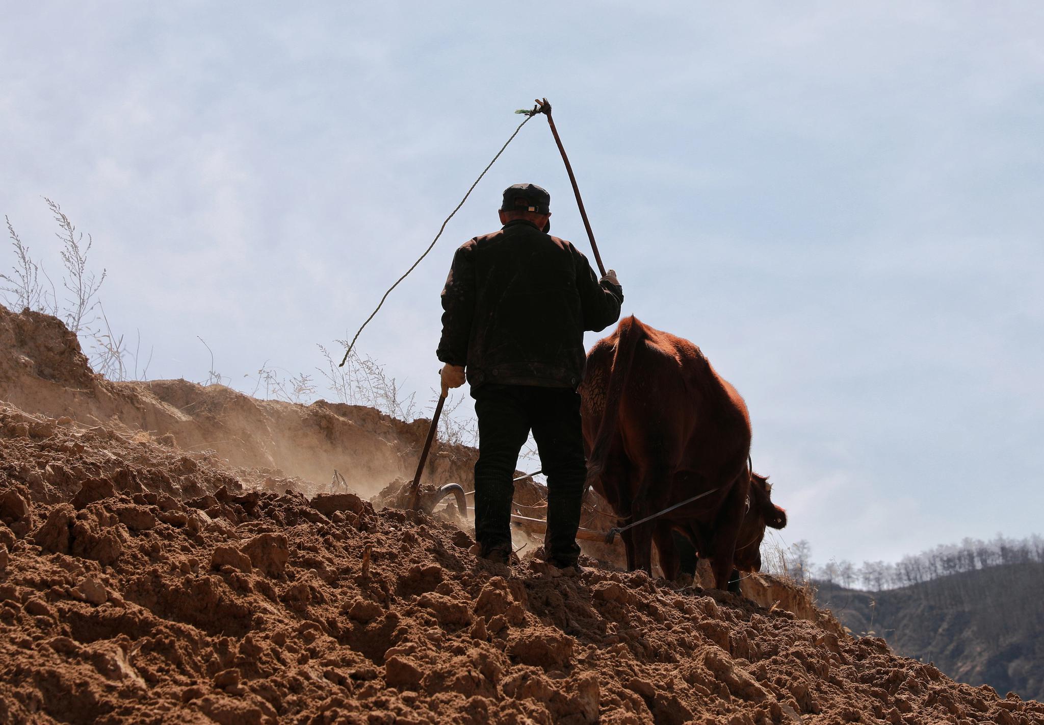 黄土地上勤劳的庄稼人
