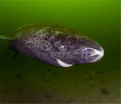 被死神遗忘的鲨鱼如今512岁从明朝活到现在让无数人羡慕