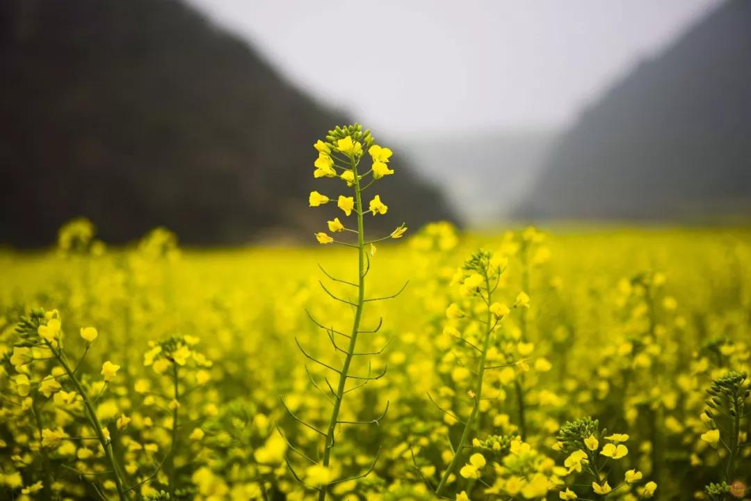 花开啦!2020潍坊春季赏花地图攻略!