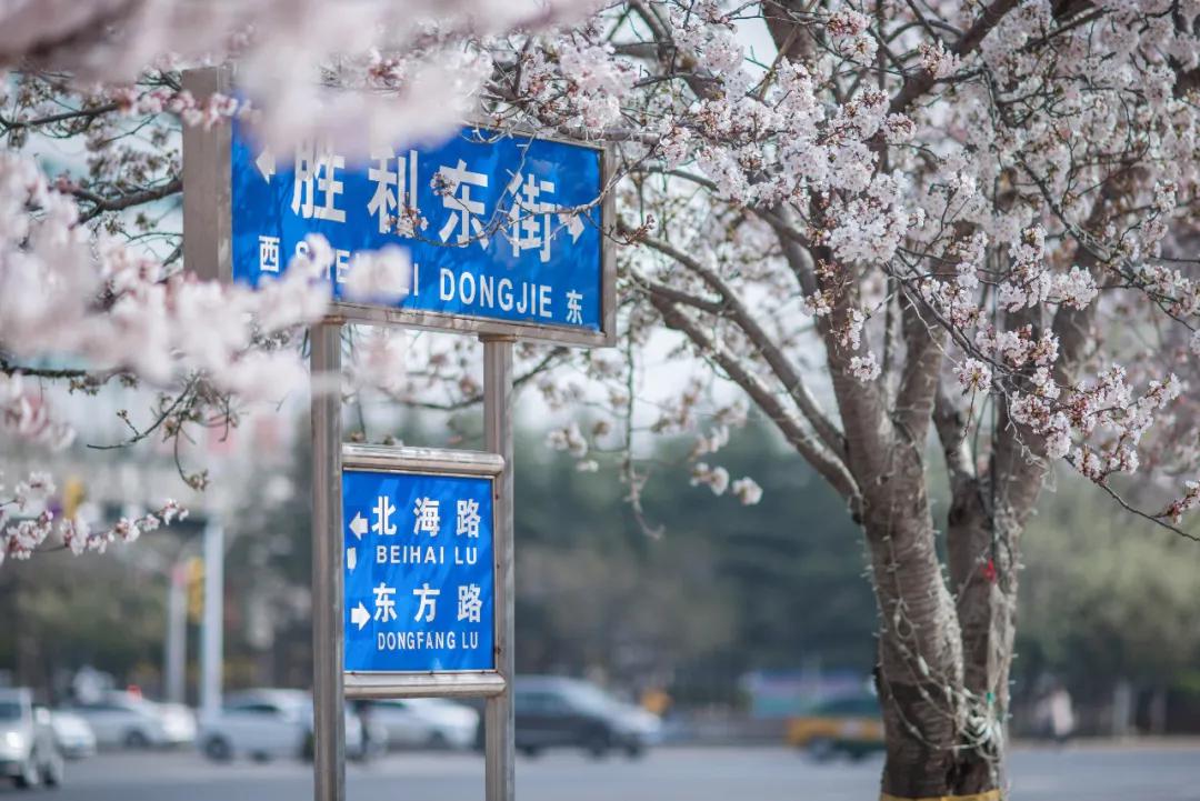 花开啦!2020潍坊春季赏花地图攻略!