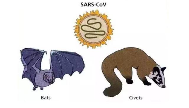 冠状病毒究竟是什么它是如何从蝙蝠身上传播到人体的