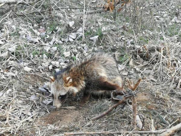 踩到捕兽夹的狗獾带孩子们认识山里的野菜 听冬夜山里鸟兽的怪叫声"