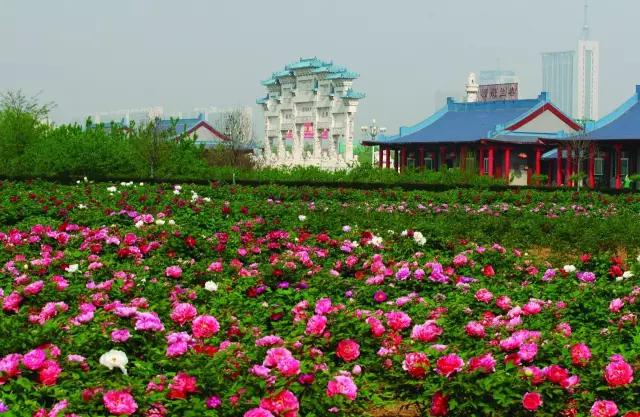 花开啦!2020潍坊春季赏花地图攻略!