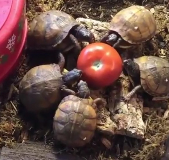 五只乌龟吃一颗番茄三分钟没吃一口仔细瞧乌龟动作笑蒙