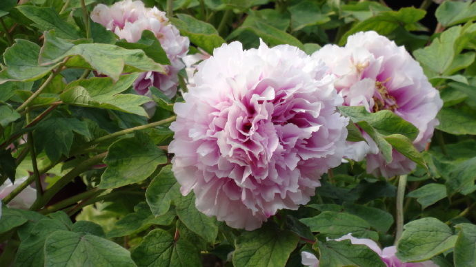 喜欢菊花,不如养盆"牡丹珍品"玉楼春,华丽绽放,清新美艳