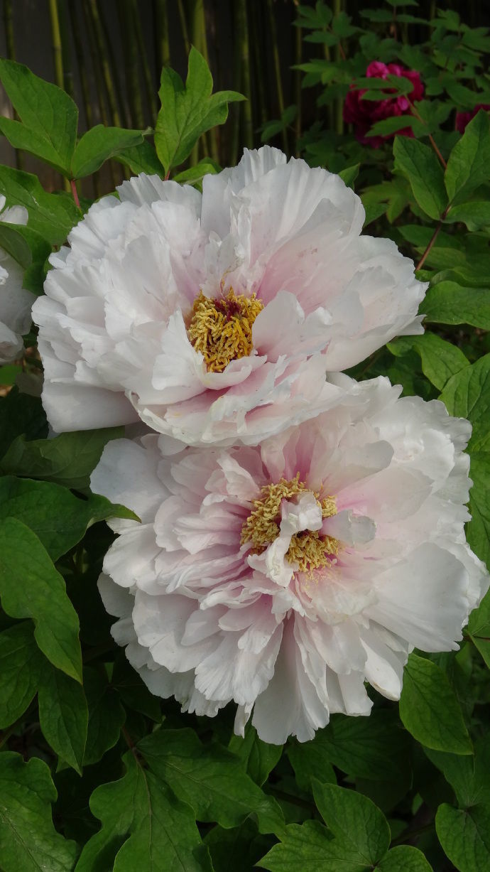 养盆牡丹珍品如花似玉白璧无瑕清新美艳