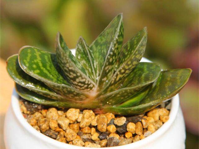 多肉子宝该如何进行养殖?子宝会开花吗?