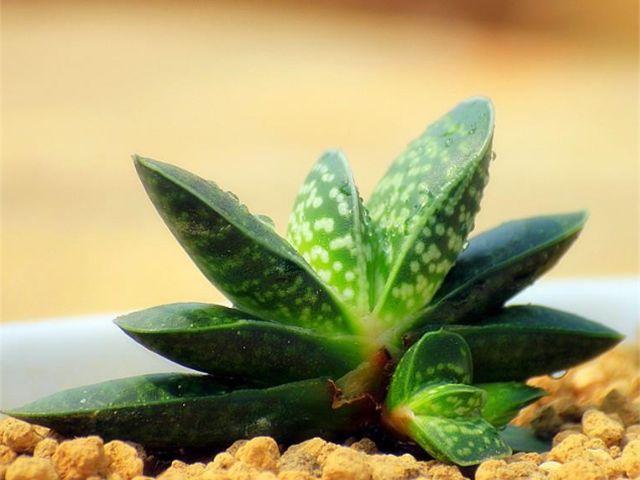 多肉子宝该如何进行养殖 子宝会开花吗 养殖 多肉植物 土壤 新浪新闻