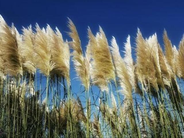 芦苇的花语是什么?芦苇和蒲苇有什么区别?