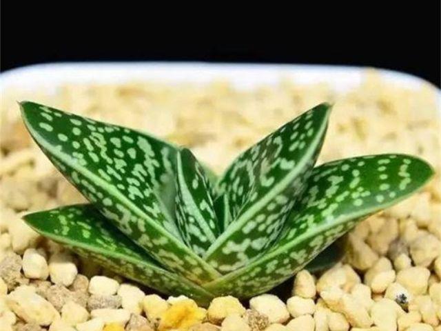 多肉子宝该如何进行养殖?子宝会开花吗?