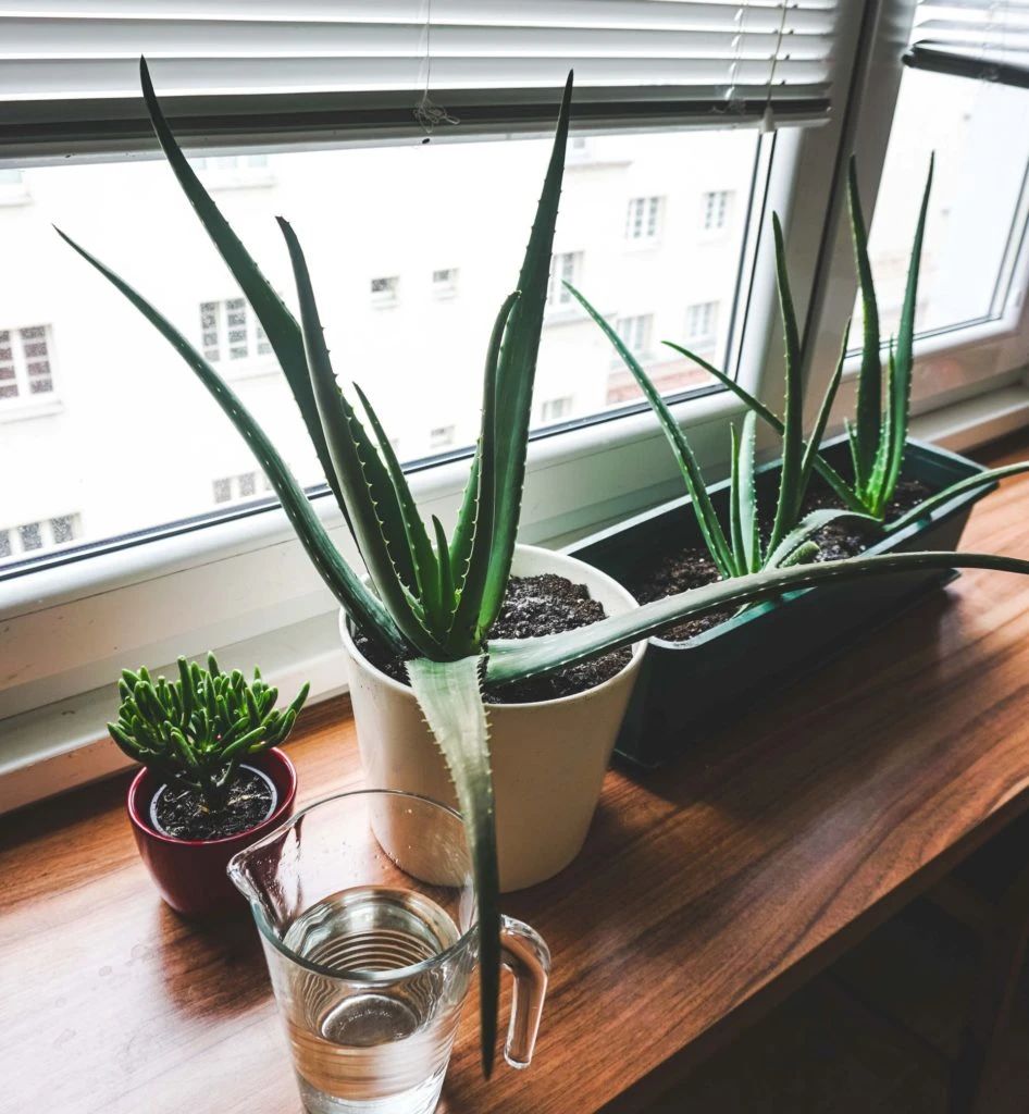 室内养盆栽芦荟要注意的几个地方想让它开花要让它适当干旱