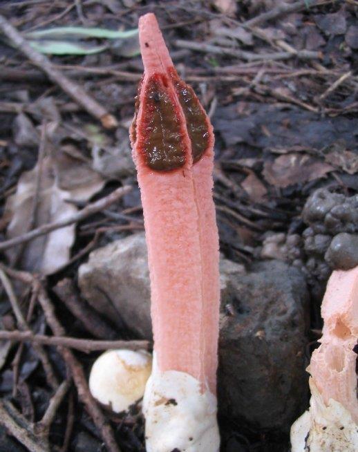 这植物,学名"红笔鬼",是滋补佳品,野外不常见,遇到别错过!