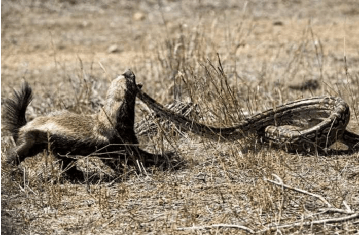 六米巨蟒偷袭平头哥菊花, 平头哥: 谁点的超大号宵夜?