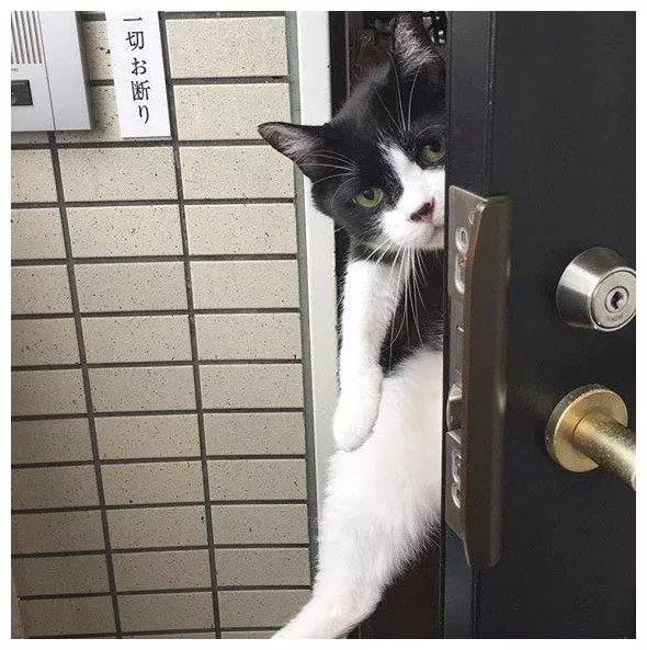 喵星人每天在门口送主人上班,表情却逐渐失控