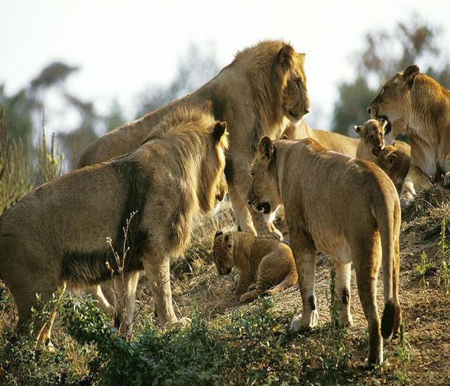 群狮肆无忌惮用餐,导致交通阻塞,这样真的好吗!