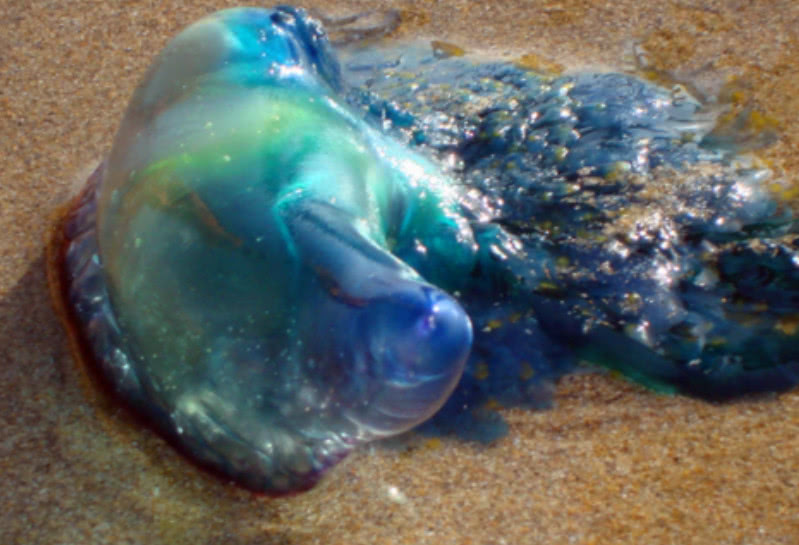 沙滩出现蓝色生物,当地人告诫外人要小心,不能随意触碰