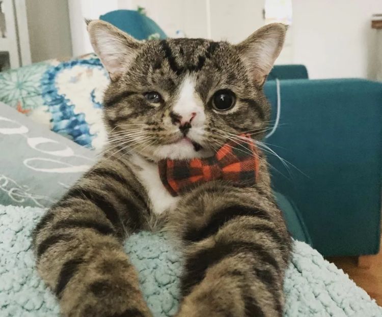 小笨猫跟着男子一直走回家,彼此相处一年后,女孩接替男子照顾它