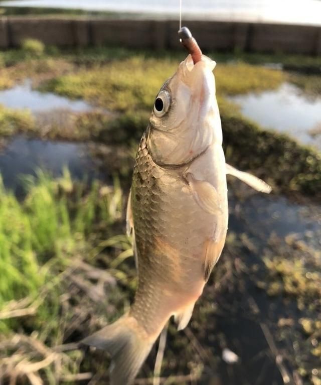 野外钓鱼,制作最简单的诱鱼窝料,钓获野生大板鲫鱼和鲤鱼