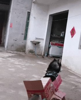 哈士奇拆家犯二,被主人用纸箱封印身体,二哈:请叫我钢铁加鲁鲁