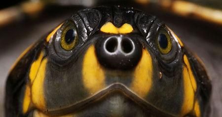 最丑的乌龟你认为谁该当选