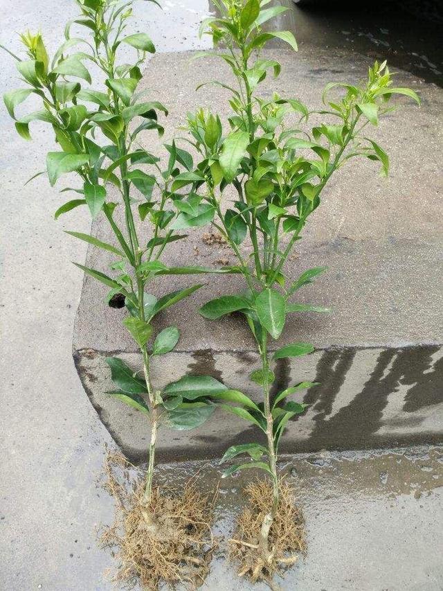 橘子浑身都是宝橘子皮沤肥养花橘子种发芽成树