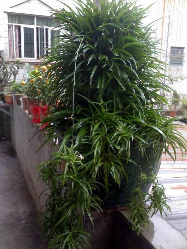 吊兰养成老桩一大盆,这没什么难的!有吊兰都能养出来