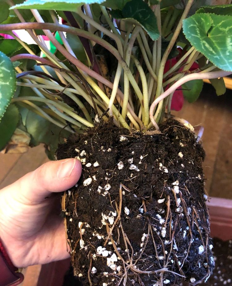 开败花的仙客来及时做好4点护理