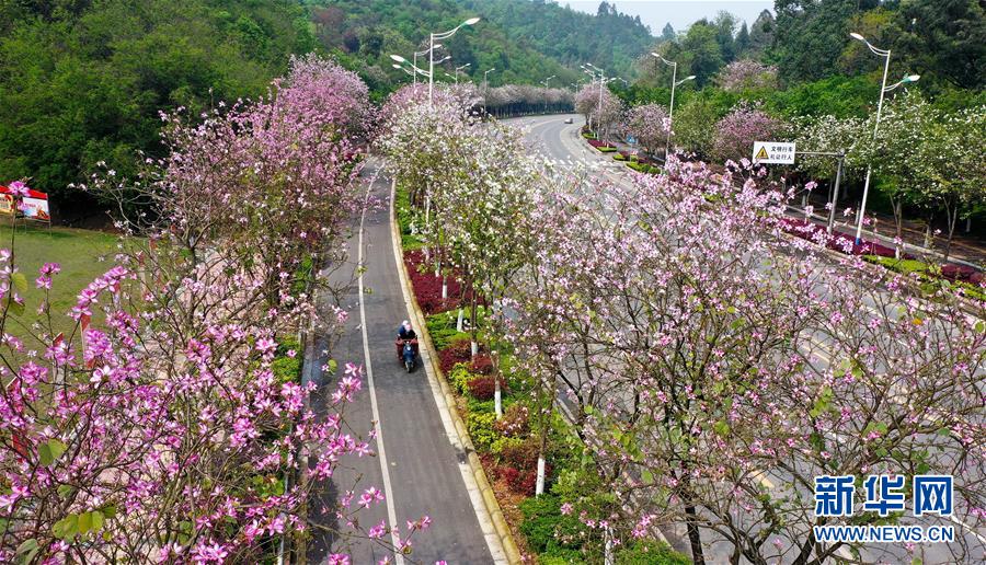 广西柳州:洋紫荆盛开 城市成花海