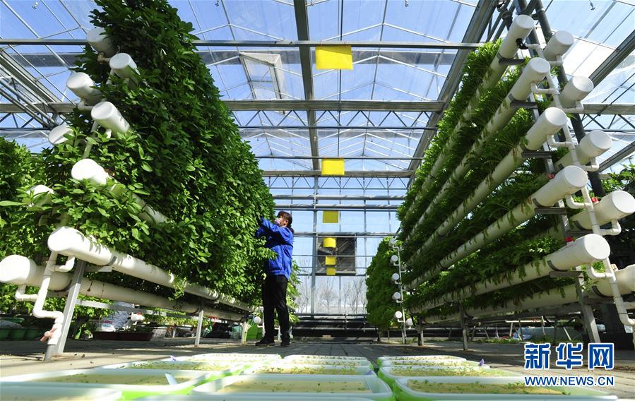 河北青县:"工业化"管理理念引入农业示范园