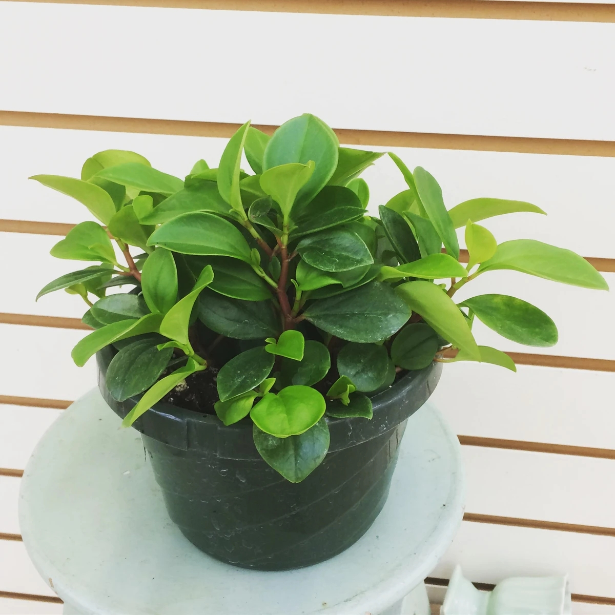 特受欢迎的椒草观叶植物没曾想有这么多好看的品种