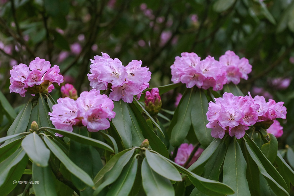商洛木王山百里杜鹃花海竞相开放美到让人窒息