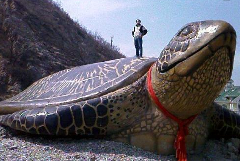 世界上最大的乌龟长度达2米大到要用卡车出行你见过没