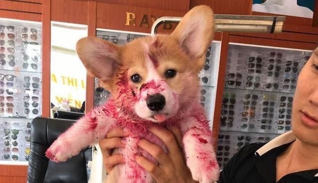 当主人发现狗子一身"血"时,吓得脚都软了