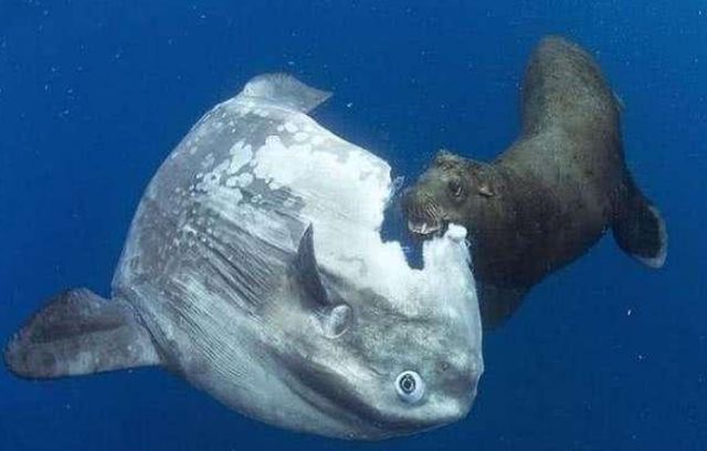 地球上最大的硬骨鱼毫无自我保护能力被咬了也懒得反抗