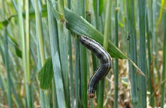 除了蚜虫和红蜘蛛小麦田里其它4种虫害你知道如何防治吗
