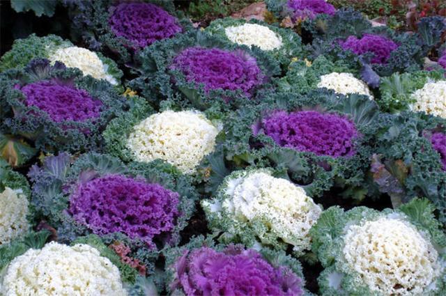 羽衣甘蓝远看似白菜近看五颜六色的叶片真亮眼花型大养护不难