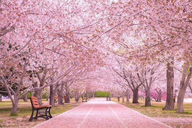 樱花树能长樱桃吗三点说明樱花和樱桃之间的复杂关系