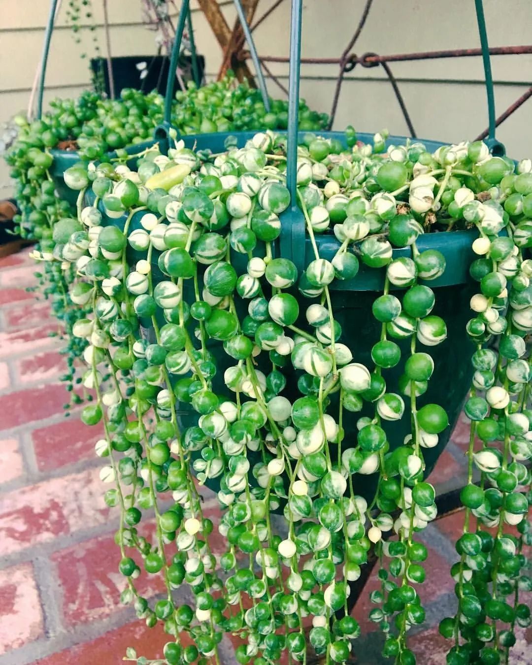 养阳台上的吊盆珍珠吊兰叶子容易干瘪,根茎易枯萎,是啥状况?