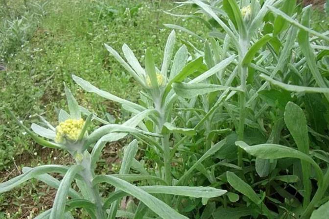 贵州毕节清明特色小吃"火草粑"软糯香甜,清香可口,你吃过吗?