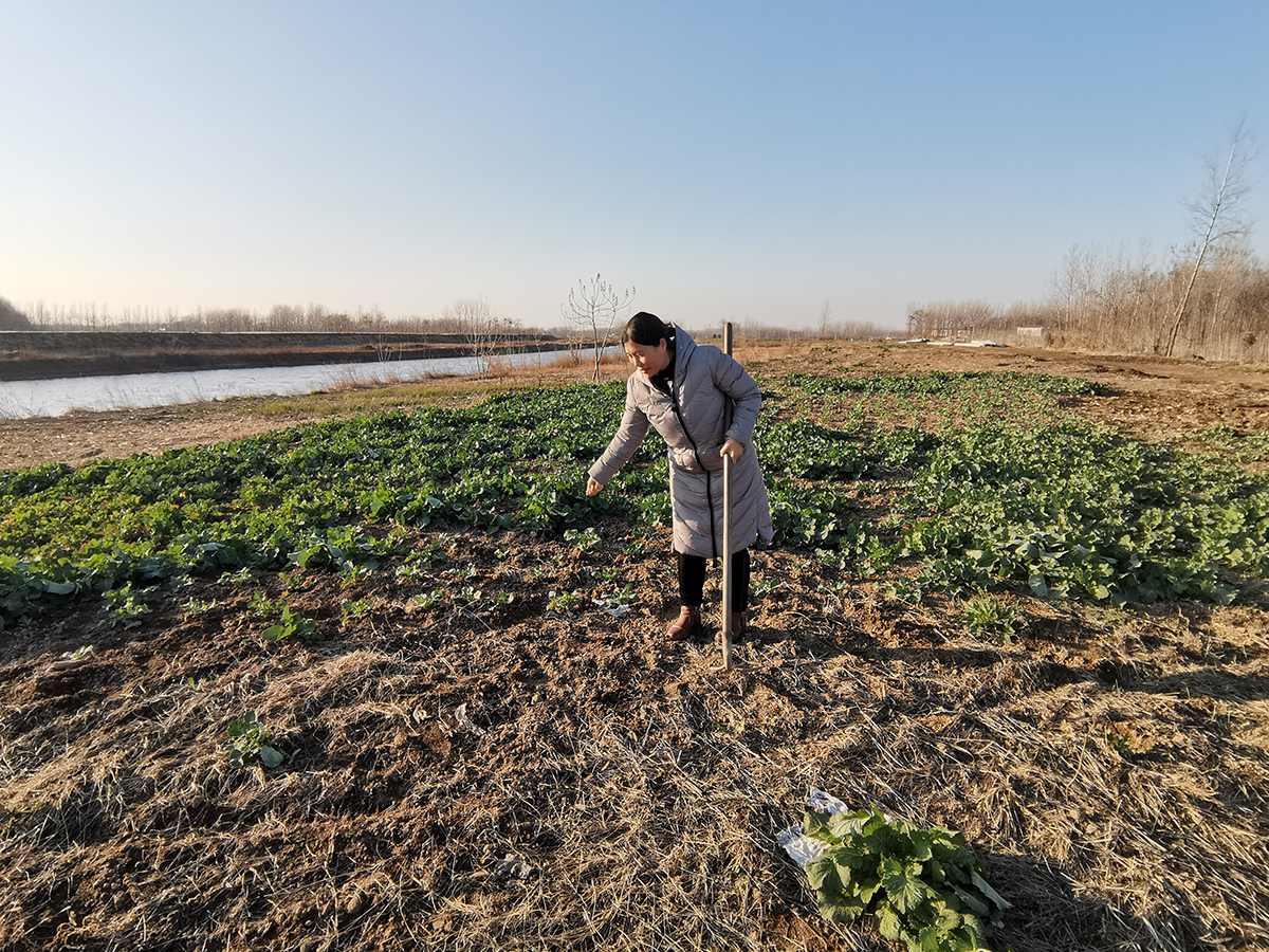 大姐回乡种田,任人嘲笑不放弃土地