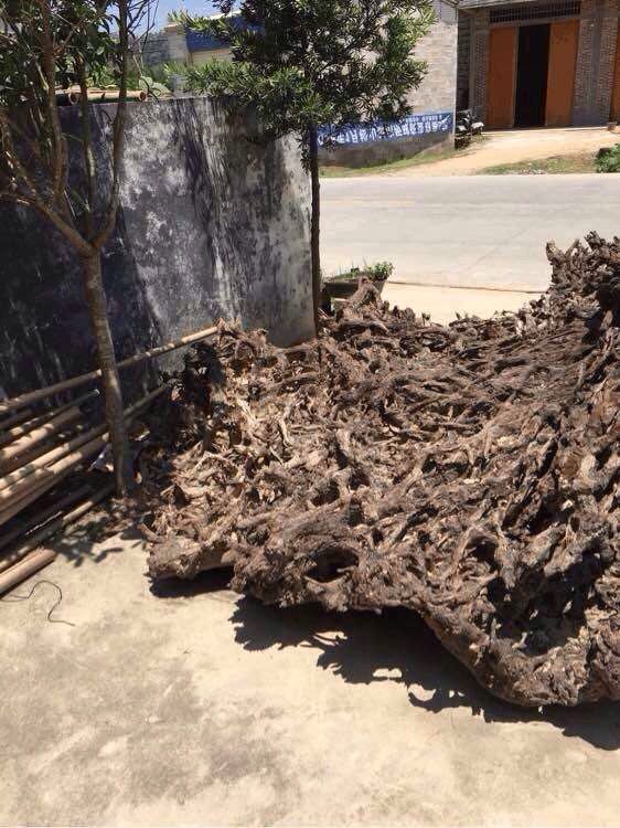 小伙询问家里人,这"烂木头"谁家的,怎么放在垃圾堆旁边了?