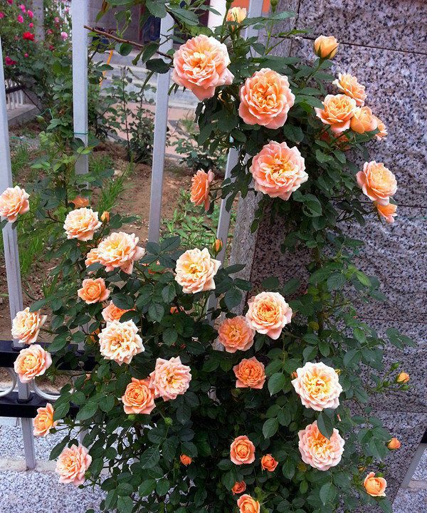 喜欢玫瑰,首选"精品玫瑰"浪漫宝贝,颜色独特,色彩亮丽!