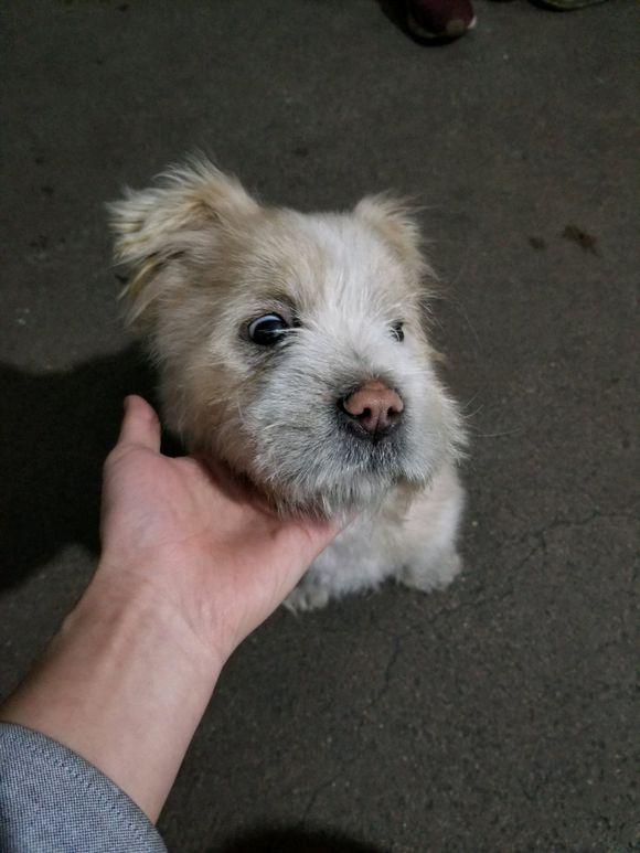 流浪狗饿坏了在街上讨吃的被赶走后它脸上充满了无奈让人心酸