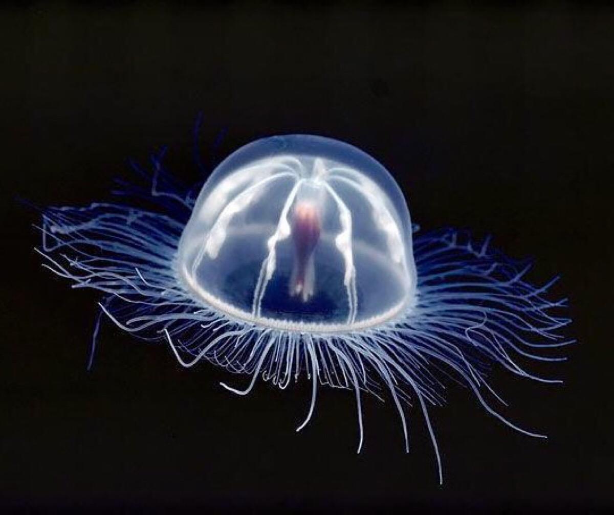 整个宇宙都遵循终将消逝的规律灯塔水母却能永生这是否公平